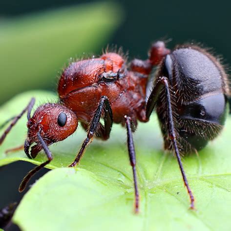 2024 香港 褐色脊紅蟻